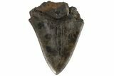 Partial, Fossil Megalodon Tooth - South Carolina #172221-1